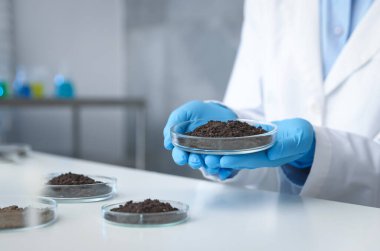 Petri kabını elinde tutan bilim adamı kapalı alanda beyaz masada toprak örneği, yakın plan