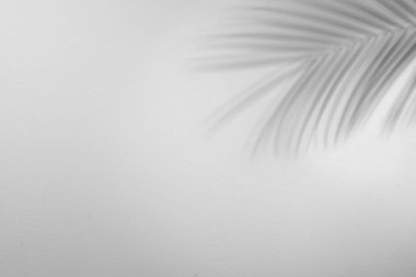 Beyaz arka planda tropikal palmiye dalının gölgesi. Siyah ve beyaz tonlama