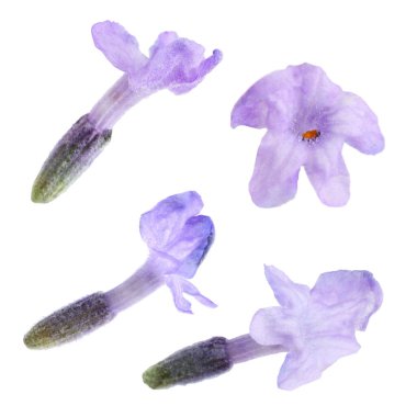 Lavanta çiçekleri beyaz sette izole edilmiş. Güzel kokulu çiçekler.