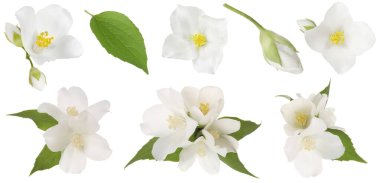 Kokulu yasemin çiçekleri ve yaprakları beyaz sette izole edilmiş.