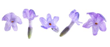 Lavanta çiçekleri beyaz sette izole edilmiş. Güzel kokulu çiçekler.