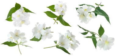 Kokulu yasemin çiçekleri ve yaprakları beyaz sette izole edilmiş.