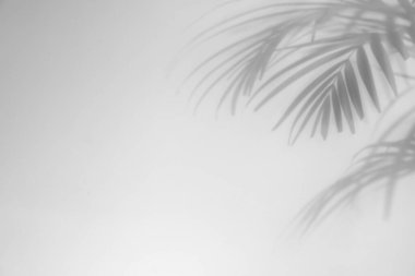 Beyaz arka planda tropik palmiye dallarının gölgeleri. Siyah ve beyaz tonlama