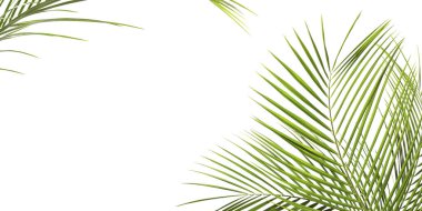 Beyaz arka planda parlak yeşil palmiye yaprakları. Tropik bitki