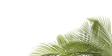 beyaz zemin üzerine yeşil tropikal palmiye yaprakları