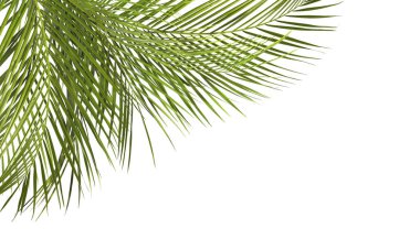 beyaz zemin üzerine yeşil tropikal palmiye yaprakları