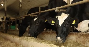 Süt çiftliğindeki ahırın içinde çitlerin yanında saman yiyen şirin inekler.