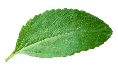 Beyaz üzerine izole edilmiş bir kiraz ağacı yaprağı.