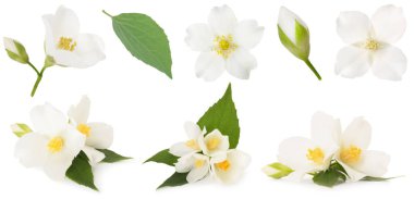 Kokulu yasemin çiçekleri ve yaprakları beyaz sette izole edilmiş.