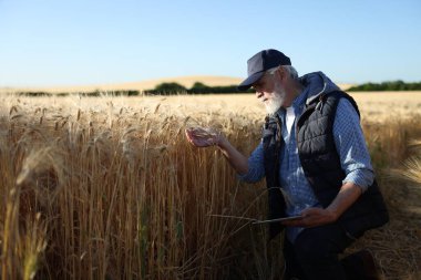 Olgun buğday tarlasında tabletli kıdemli çiftçi açık havada, metin için alan
