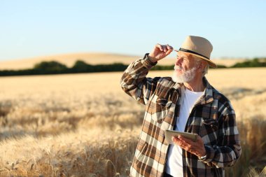 Olgun buğday tarlasında tabletli kıdemli çiftçi açık havada, metin için alan