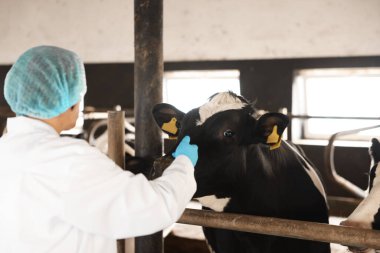 Süt çiftliğindeki ahırın içinde şirin inekleri olan veteriner.