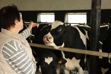 Süt çiftliğindeki ahırın içinde şirin inekleri olan çiftçi.