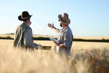 Olgun buğdaylı tarlada çiftçiler, arka manzara