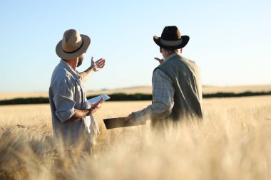 Olgun buğdaylı tarlada çiftçiler, arka manzara