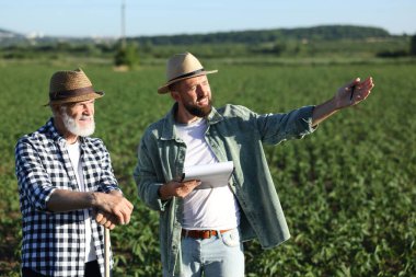 Olgunlaşmamış soya tarlasında çiftçiler