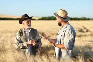 Olgun buğdaylı tarlada çiftçiler