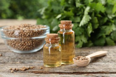 Kişniş yağı şişeler, tohumlar ve kişniş yaprakları ahşap masa, yakın çekim