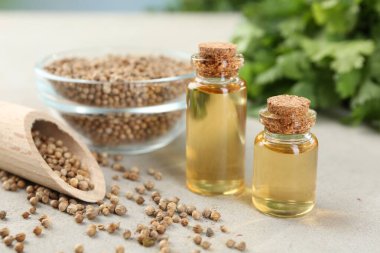 Kişniş yağı şişelerde, tohumlarda ve kişniş yapraklarında ışık masasında, yakın çekim