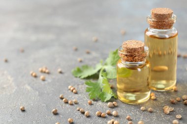 Şişelerdeki Aromatik yağ, kişniş yaprakları ve gri masada kişniş tohumları, yakın plan. Metin için boşluk