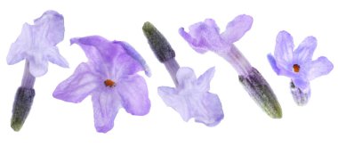 Lavanta çiçekleri beyaz sette izole edilmiş. Güzel kokulu çiçekler.