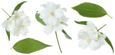 Kokulu yasemin çiçekleri ve yaprakları beyaz sette izole edilmiş.