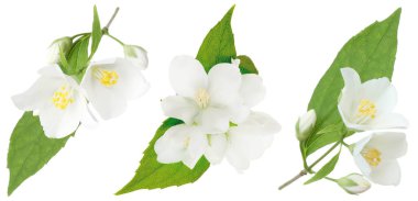 Kokulu yasemin çiçekleri ve yaprakları beyaz sette izole edilmiş.