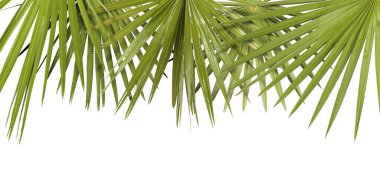 Beyaz arka planda parlak yeşil palmiye yaprakları. Tropik bitki