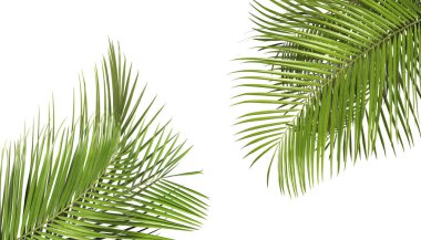 Beyaz arka planda parlak yeşil palmiye yaprakları. Tropik bitki