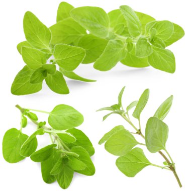 Yeşil yapraklı taze kekik dalları beyaz üzerine izole edilmiş.