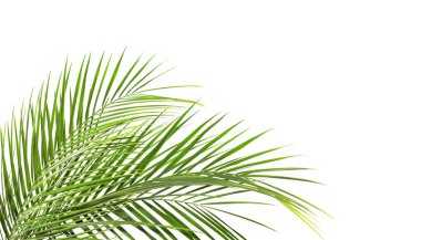 beyaz zemin üzerine yeşil tropikal palmiye yaprakları