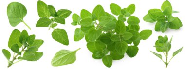 Yeşil yapraklı taze kekik dalları beyaz üzerine izole edilmiş.