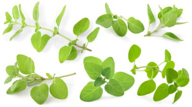 Yeşil yapraklı taze kekik dalları beyaz üzerine izole edilmiş.