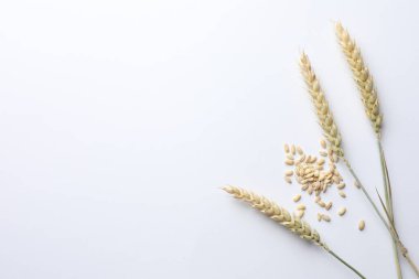 Beyaz arka planda buğday filizi ve tohumlar düz yerde. Metin için boşluk