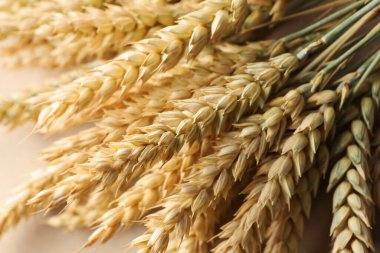 Arkaplan olarak pek çok altın buğday filizi, yakın plan