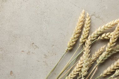 Açık gri masadaki bir sürü buğday çivisi düzdü. Metin için boşluk