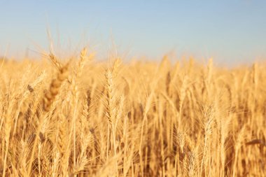 Tarlada yetişen altın buğday kulakları, yakın plan