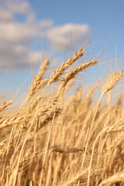 Mavi gökyüzünün altında büyüyen altın buğday kulakları, yakın çekim
