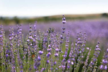 Güzel açan lavanta çiçekleri tarlada büyüyor, yakın plan