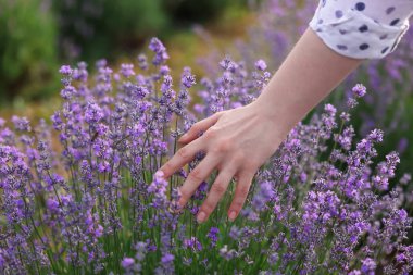 Dışarıda güzel açan lavanta çiçeklerine dokunan kadın, yakın plan.