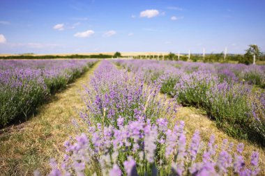 Güzel açan lavanta çiçekleri tarlada büyüyor, yakın plan