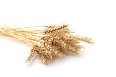 Kurumuş buğday başakları beyaza izole edilmiş.