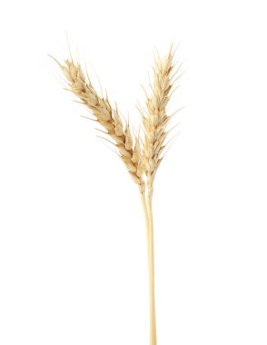 Beyaza izole edilmiş iki başak.