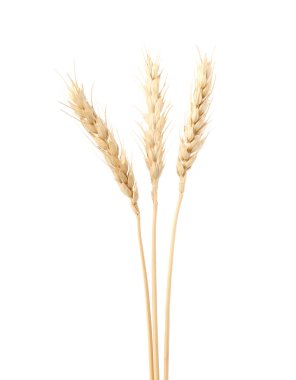 Kurumuş buğday başakları beyaza izole edilmiş.