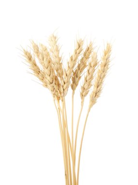 Kurumuş buğday başakları beyaza izole edilmiş.