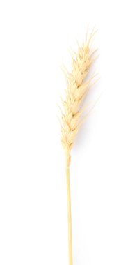 Bir buğday sapı beyaza izole edilmiş, üst manzara