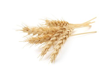 Kurumuş buğday başakları beyaza izole edilmiş.