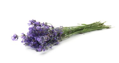 Beyaz bir demet güzel lavanta çiçeği