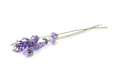 Güzel kokulu lavanta çiçekleri beyazda izole edilmiş.