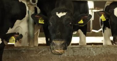 Süt çiftliğindeki ahırın içinde çitlerin yanında saman yiyen şirin inekler.